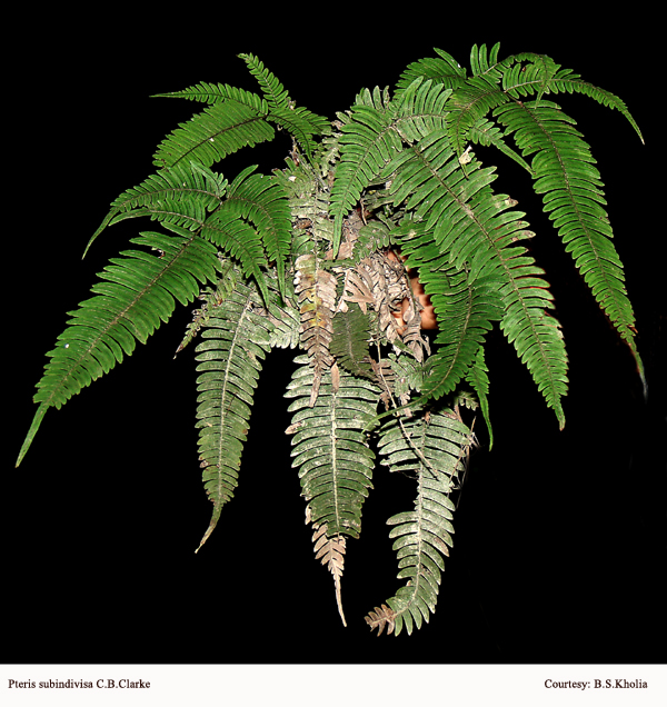 Pteris subindivisa C.B.Clarke